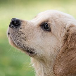 Les étapes du développement comportemental du chiot